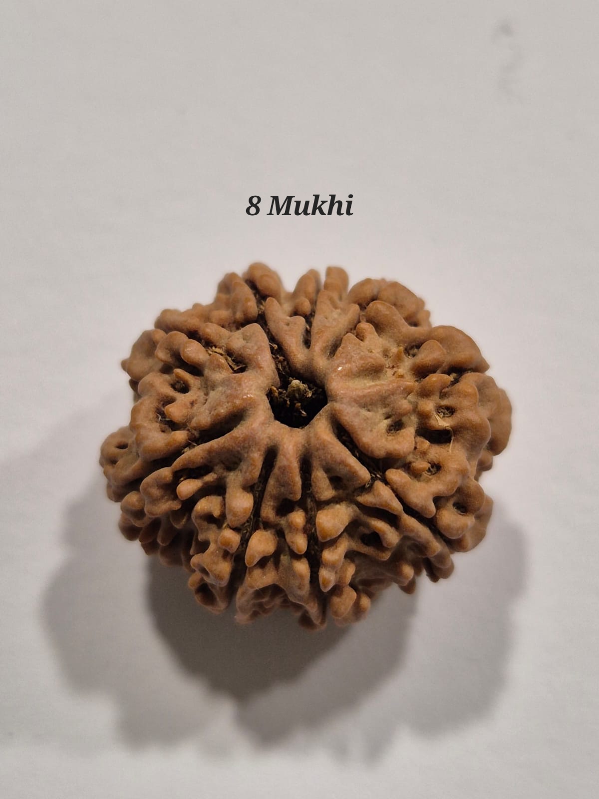 8 Mukhi