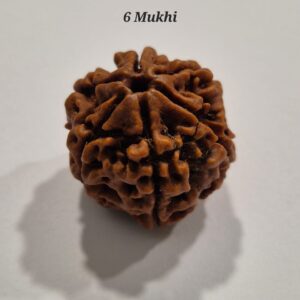 6 Mukhi