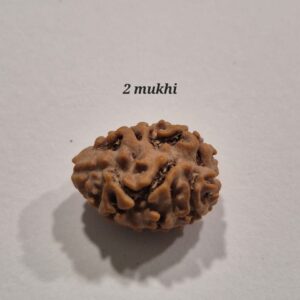 2 MUKHI RUDRAKSH