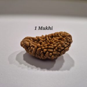 1 Mukhi Rudraksh