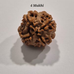 4 Mukhi