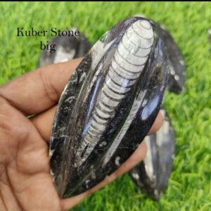 Kuber/ Orthoceras stone